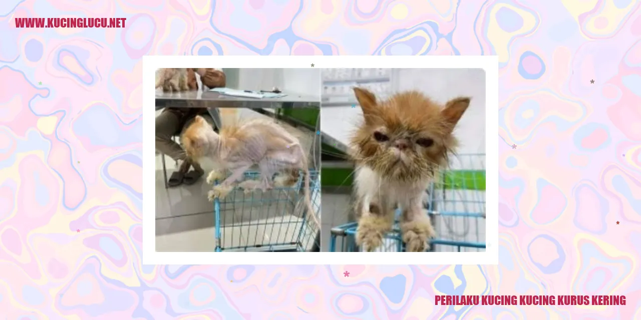 Perilaku Kucing Kurus dan Kering