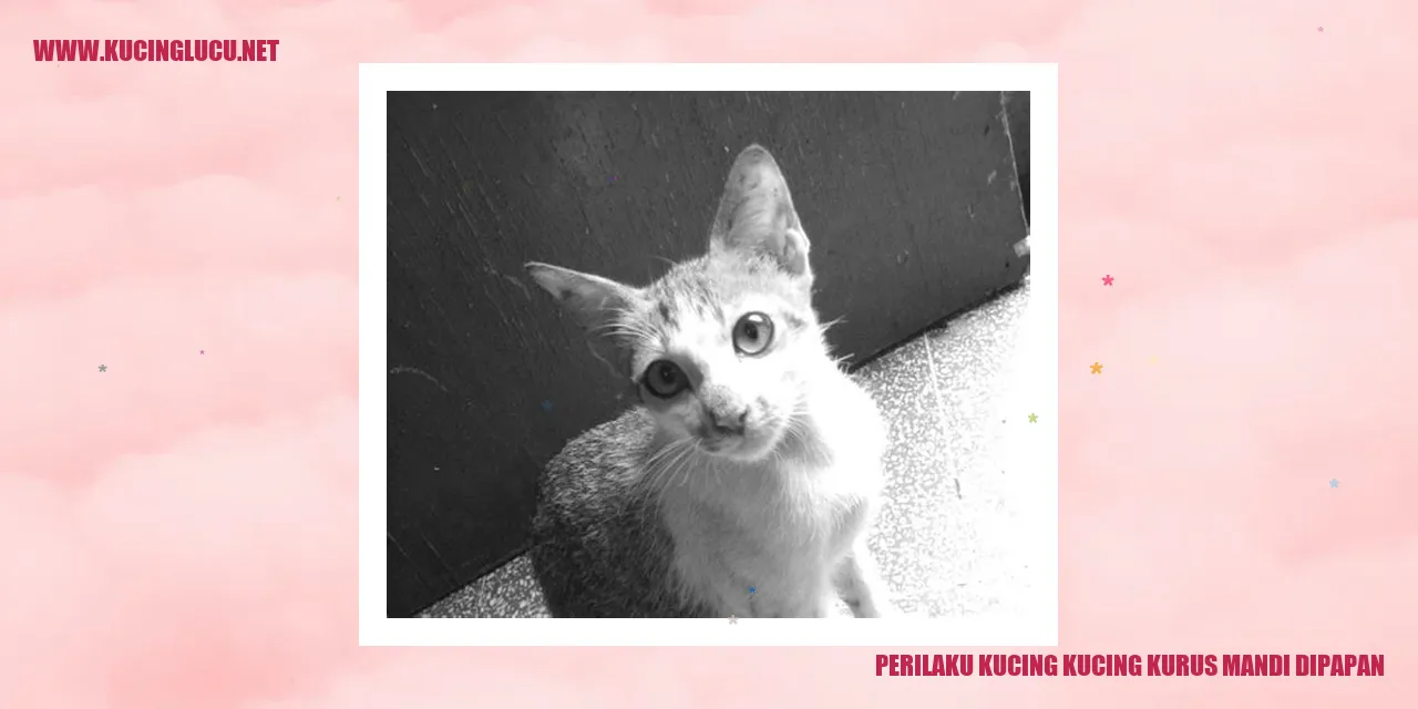 Perilaku Kucing Kering Kurus Mandi di Papan