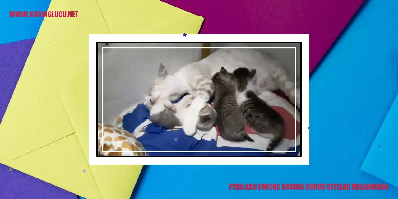 Kucing kucing kurus setelah melahirkan