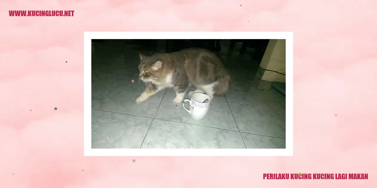 Kucing sedang menyantap makanan