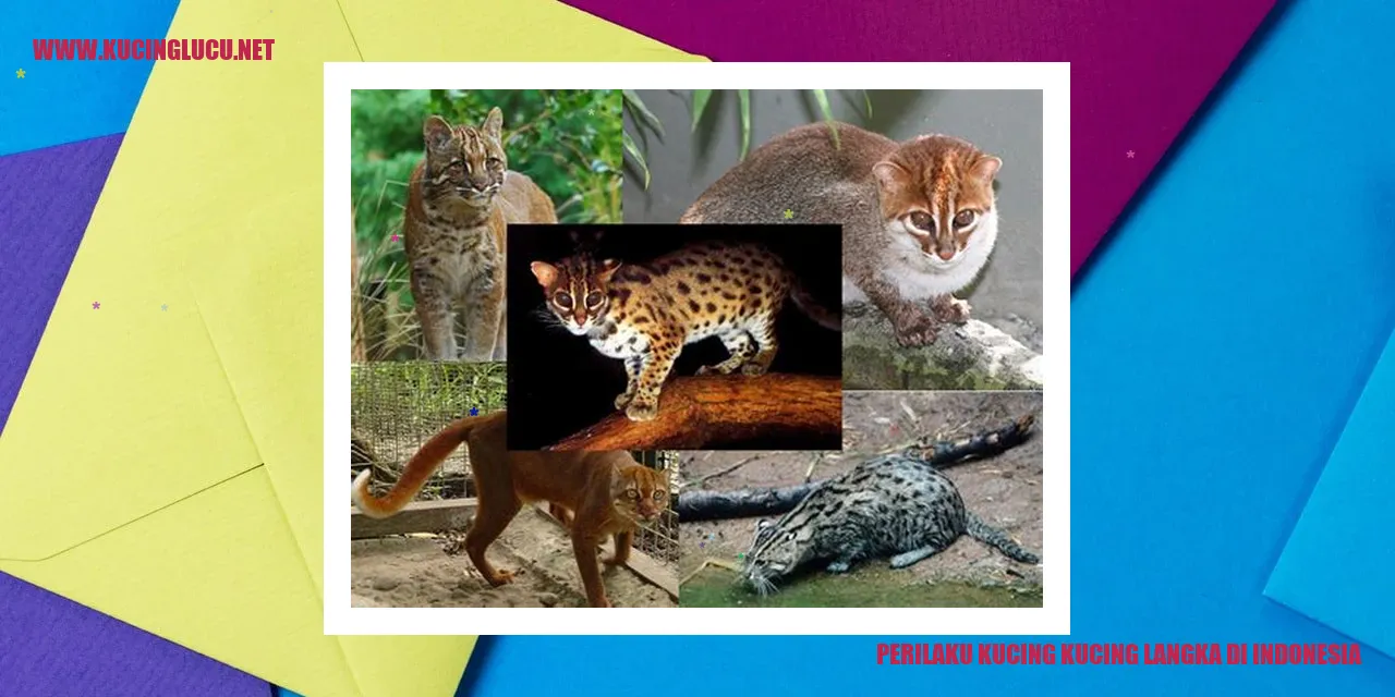 Kucing eksotis di Indonesia