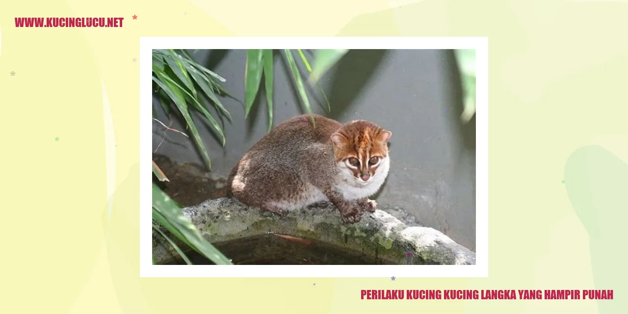 Gambar Kucing Langka