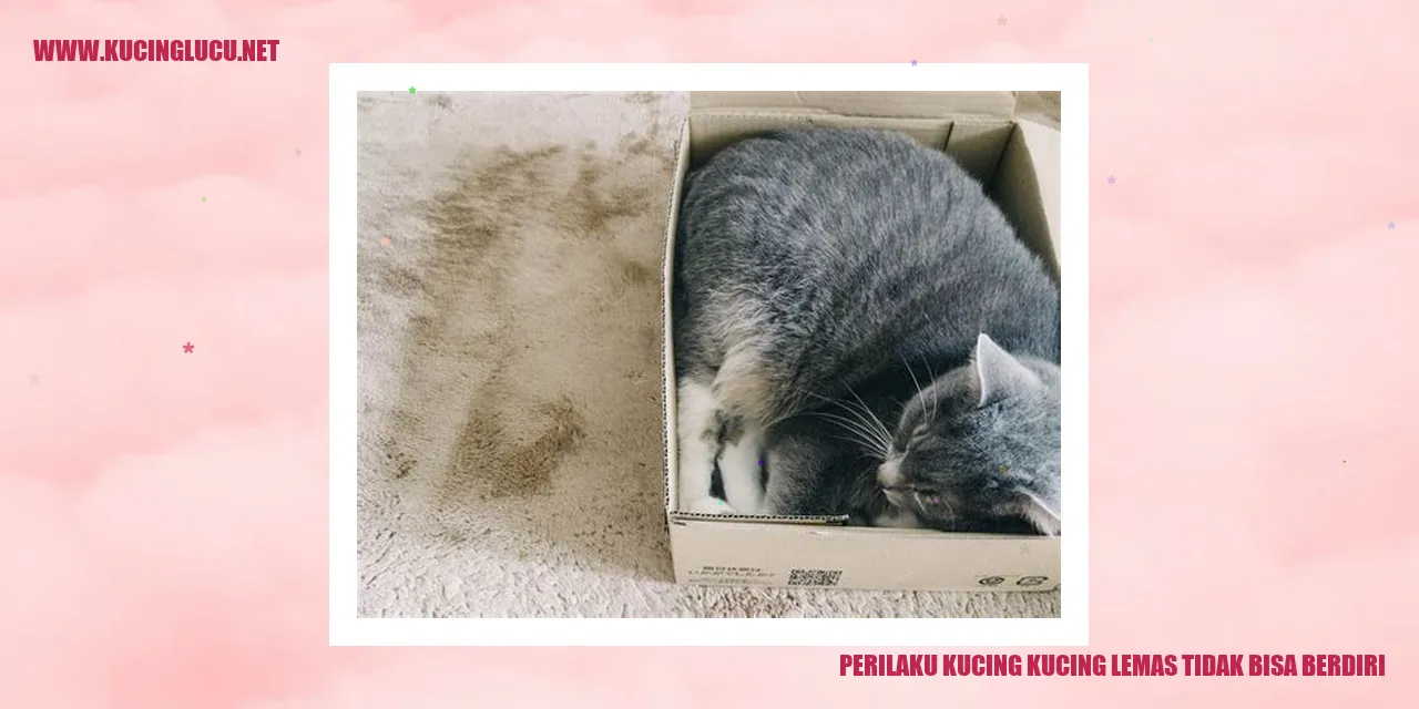 Perilaku Kucing ketika tidak bisa berdiri