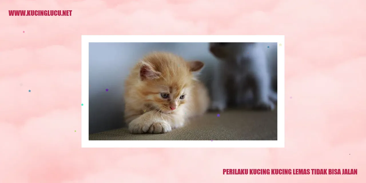 Gambar kucing lemas