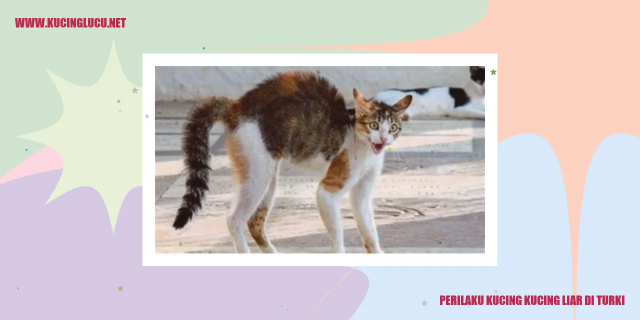 Kucing liar di Turki