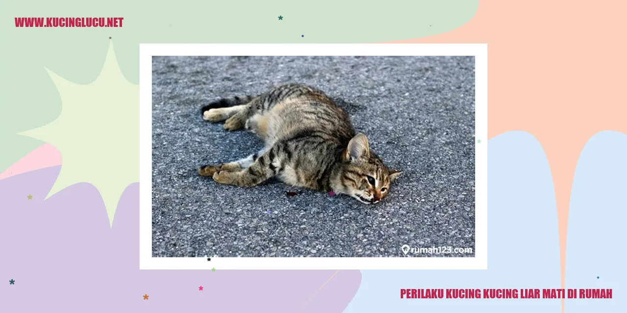 Gambar kucing liar