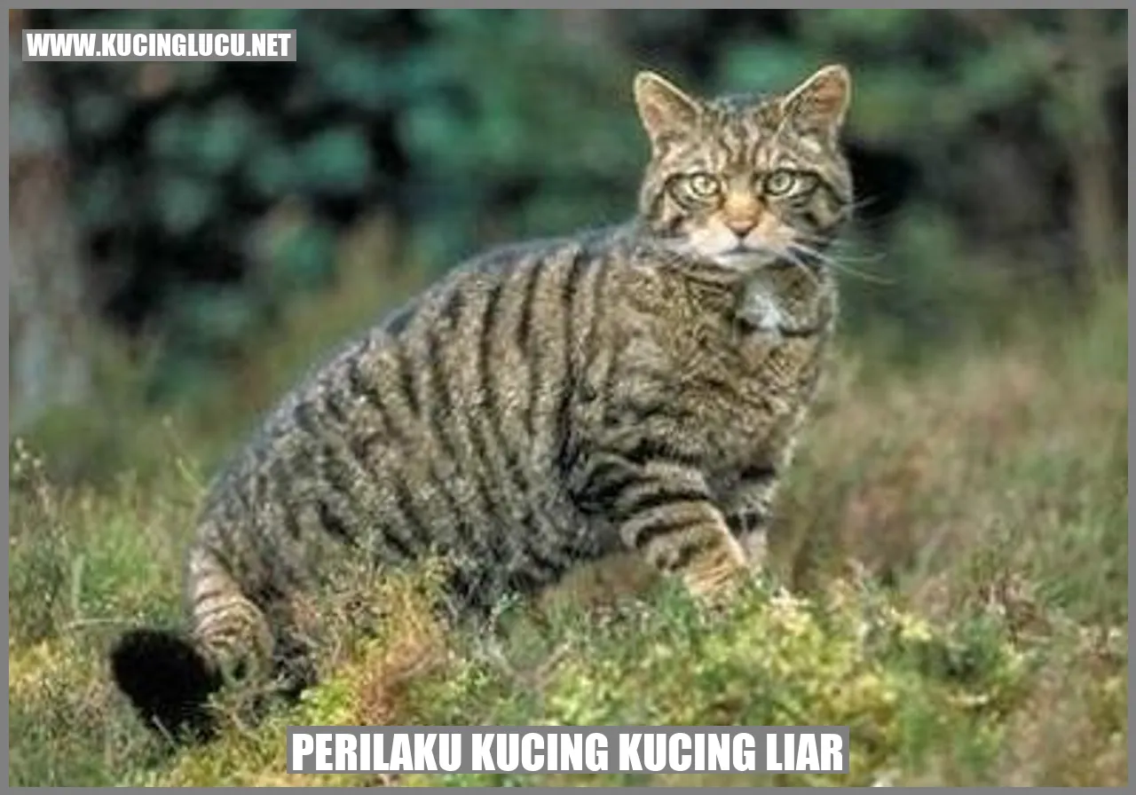 Perilaku Kucing Liar