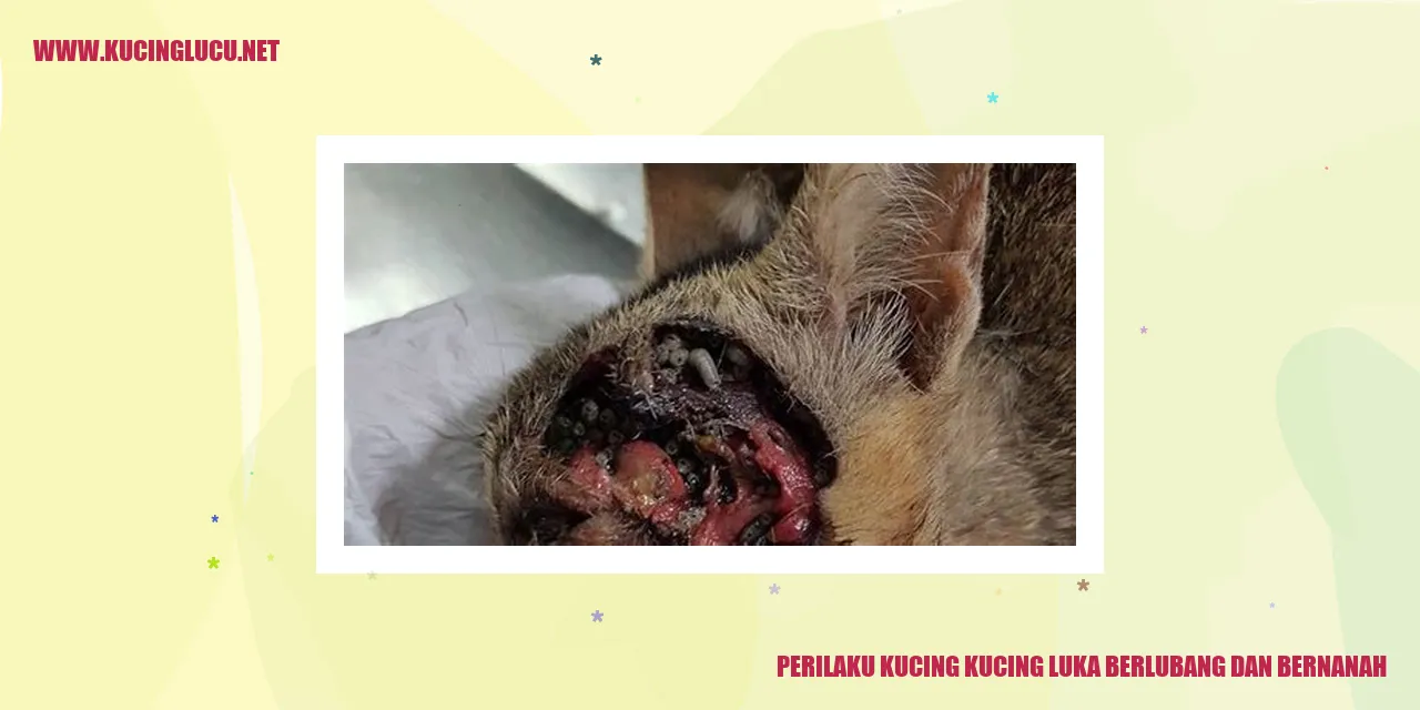 Perilaku Kucing dengan Luka Berlubang dan Bernanah