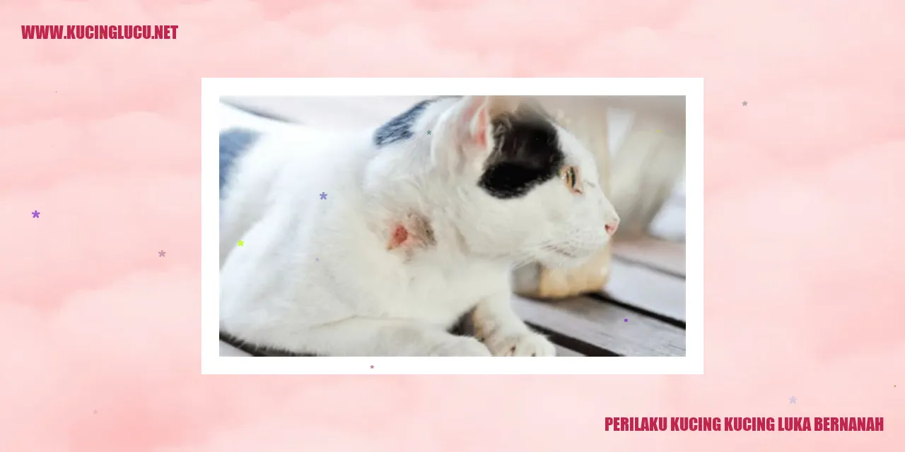 Perilaku Kucing dengan Luka Bernanah