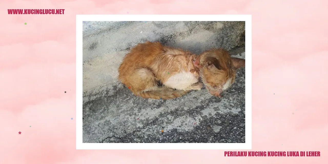 Perilaku Kucing yang Terluka di Bagian Leher