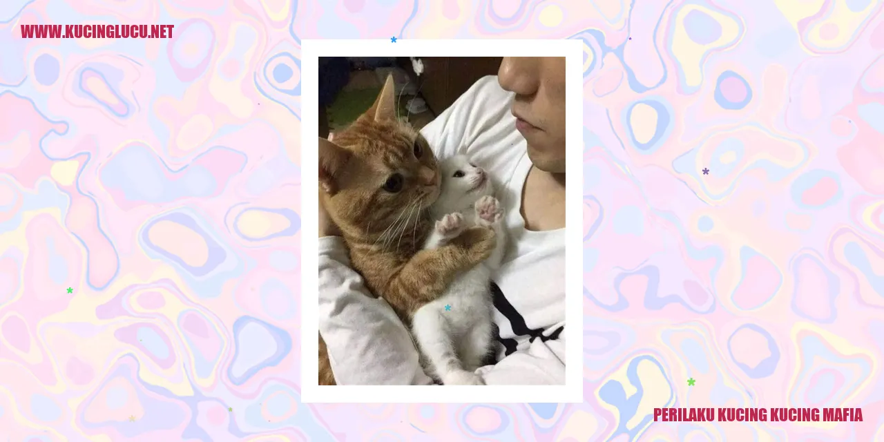 Perilaku Kucing kucing mafia
