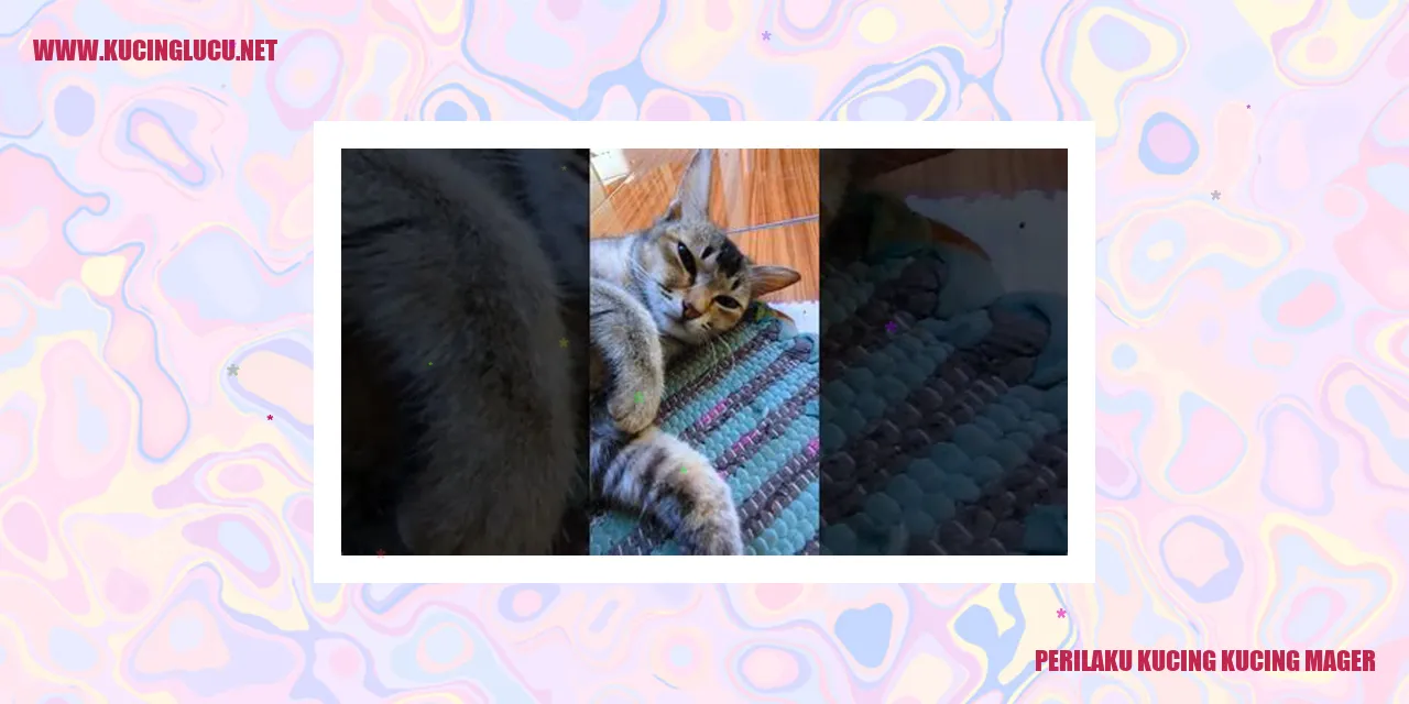 Kucing yang Malas