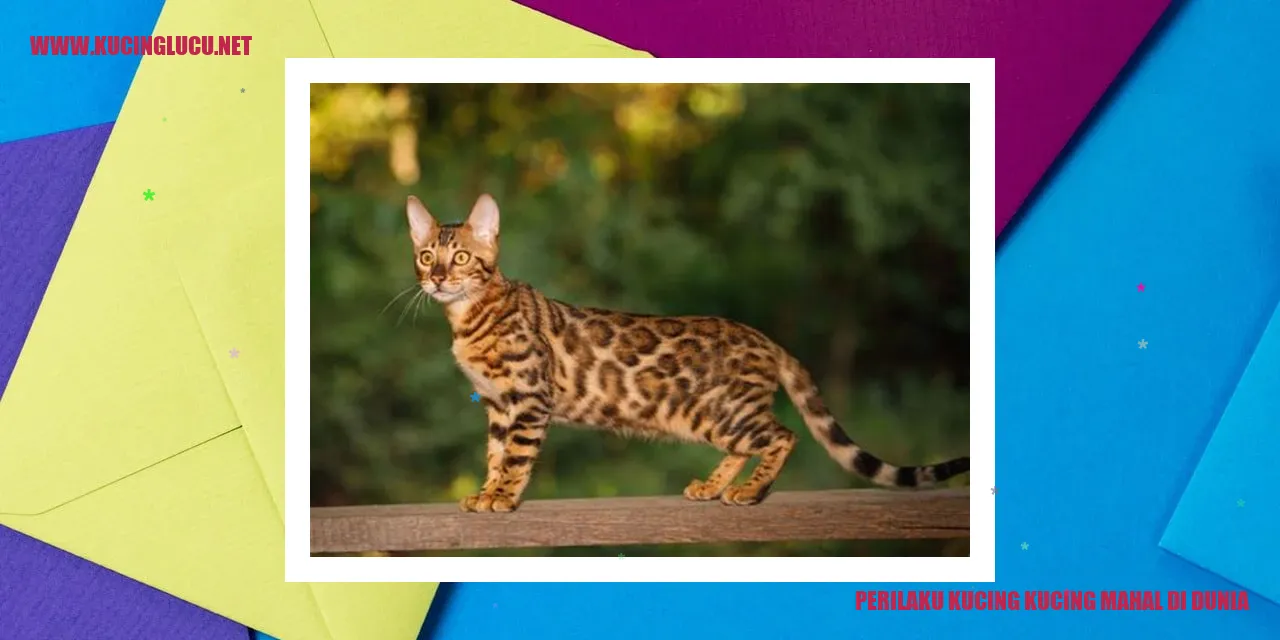Gambar kucing-kucing mahal di dunia