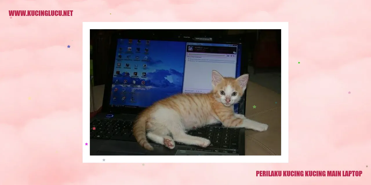 Kucing main laptop