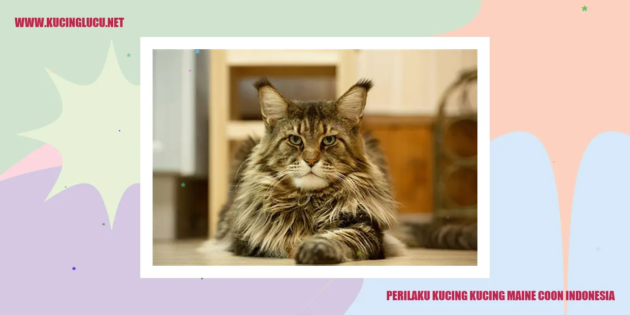 Kucing Maine Coon Indonesia