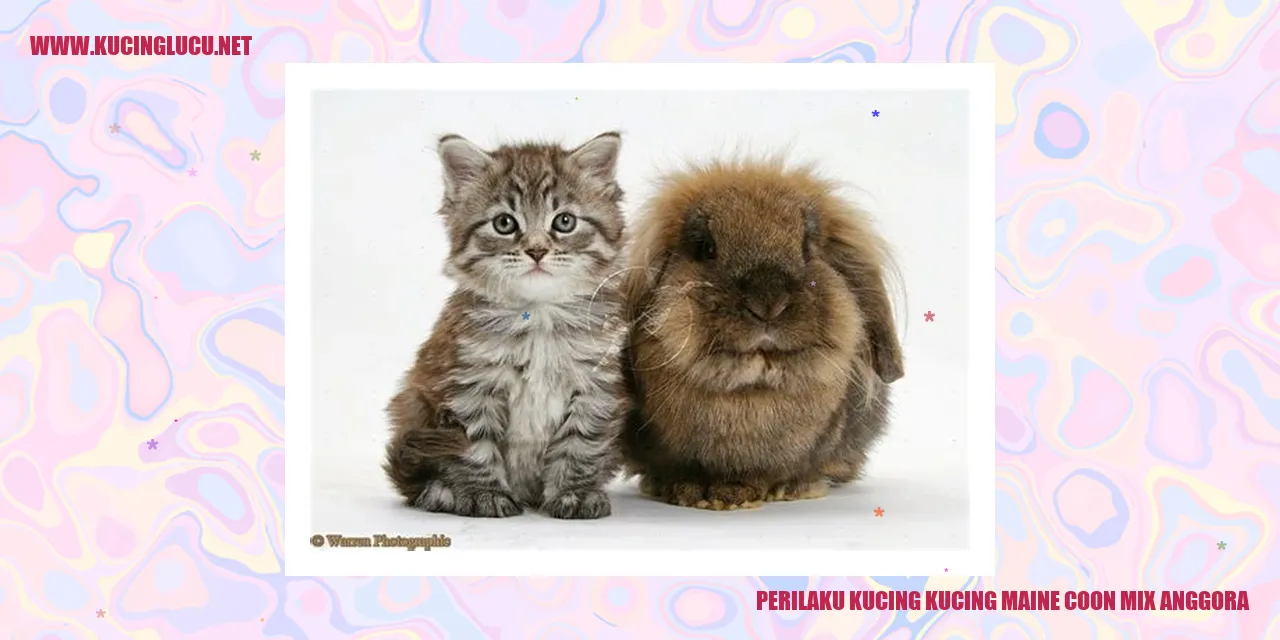 Perilaku Kucing Campuran Maine Coon dan Anggora