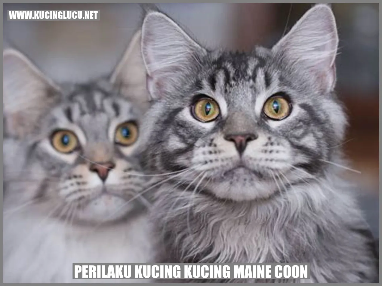 Perilaku Kucing Maine Coon