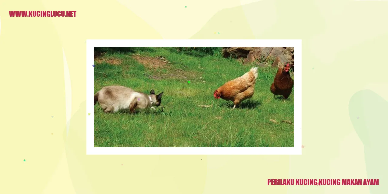 Perilaku Kucing makan ayam