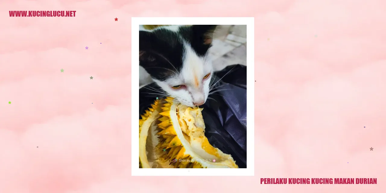 Kucing makan durian