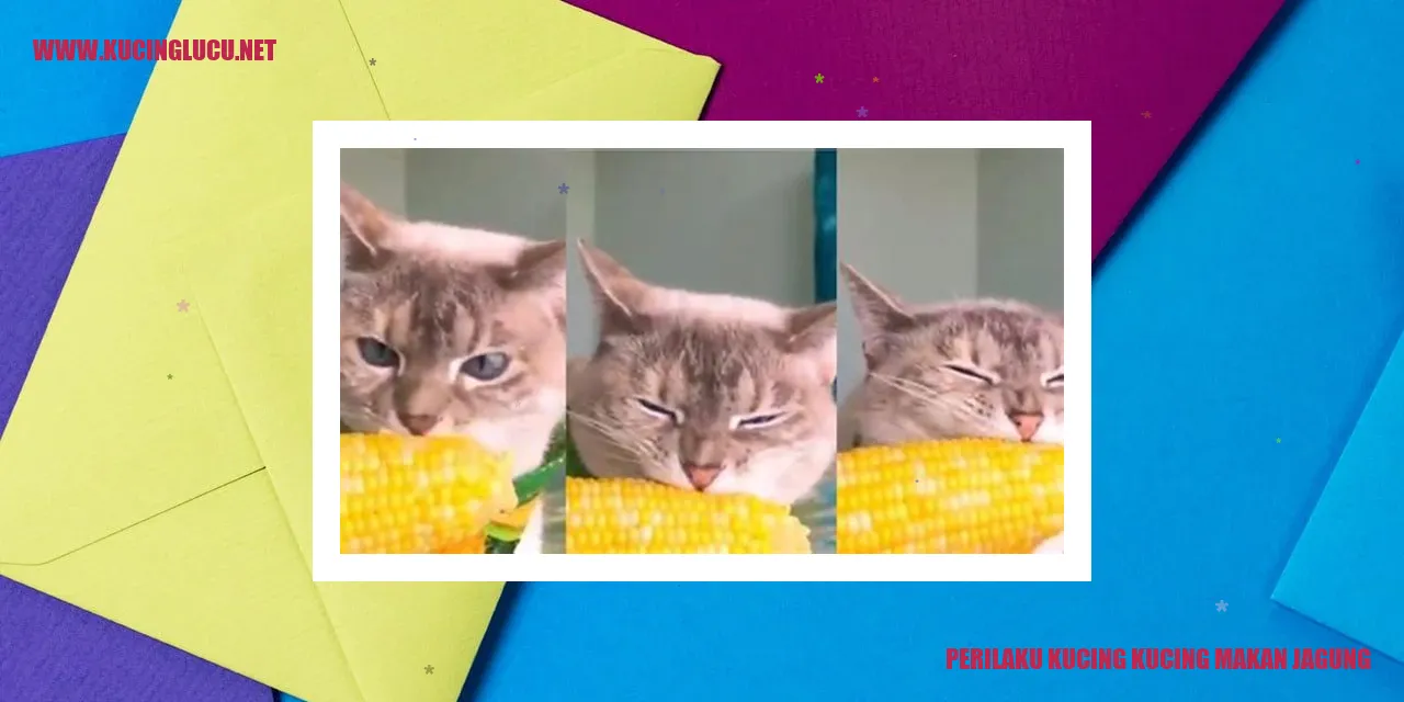 Kucing makan jagung