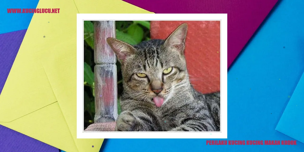 Kucing makan kodok