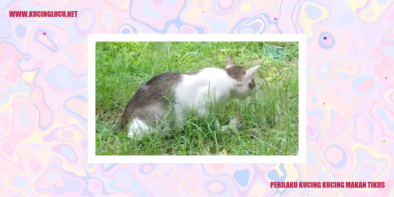 Perilaku Kucing Makan Tikus