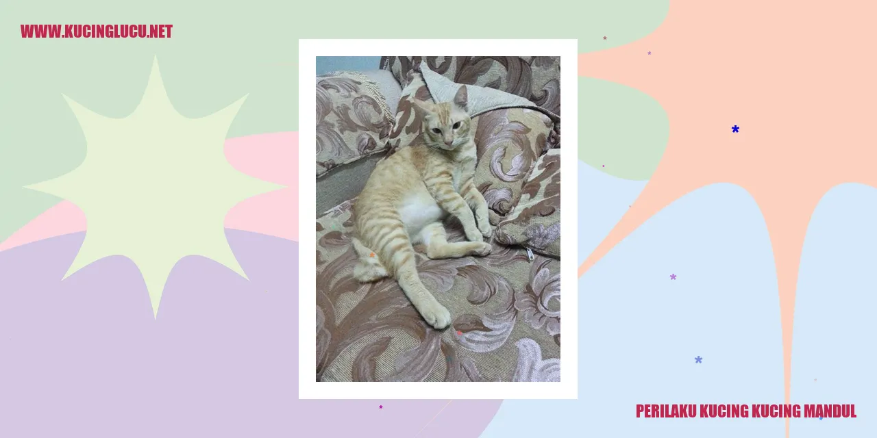 Perilaku Kucing yang Tidak Bisa Berkembang Biak