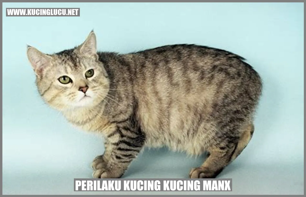 Perilaku Kucing Manx
