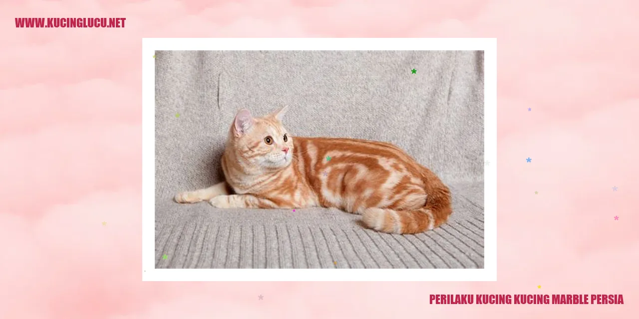 Gambar Kucing Marble Persia