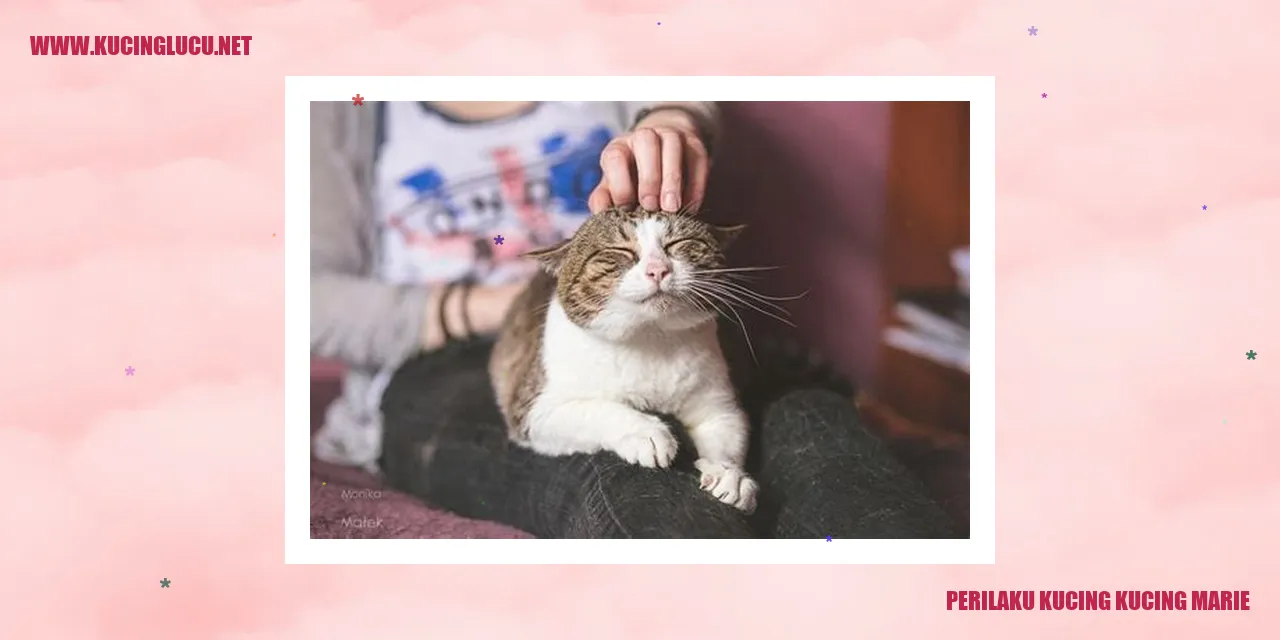 Perilaku Menggemaskan Kucing-Kucing Marie