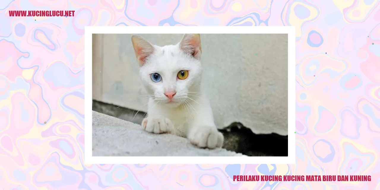 Kucing mata biru dan kuning