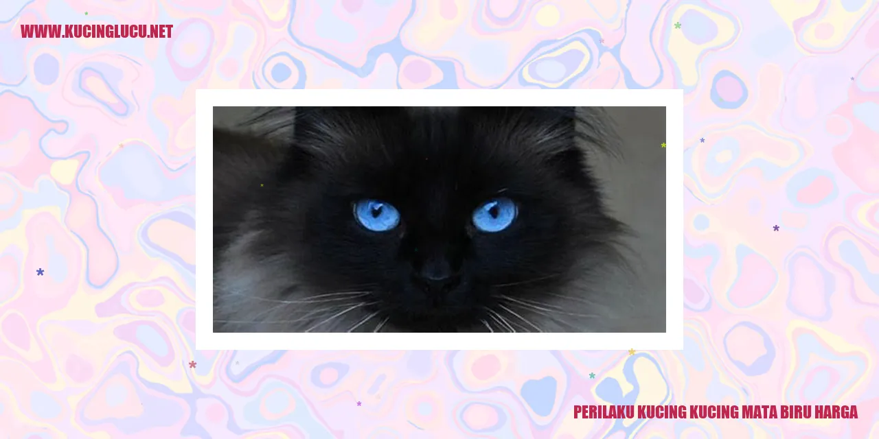 Kucing Mata Biru Harga