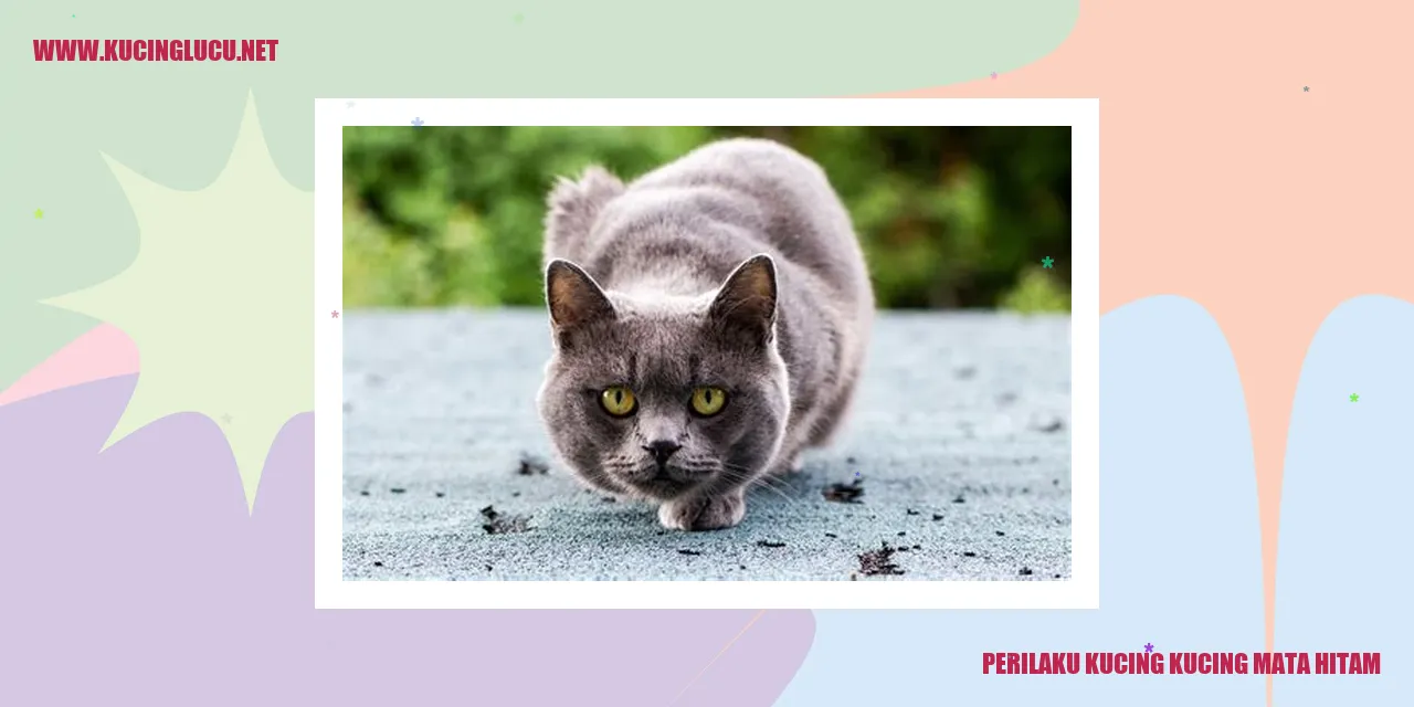 Kucing Mata Hitam