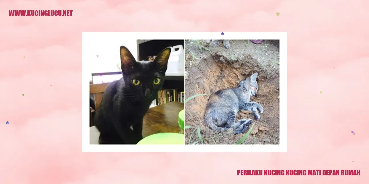 Perilaku Kucing Mati Depan Rumah