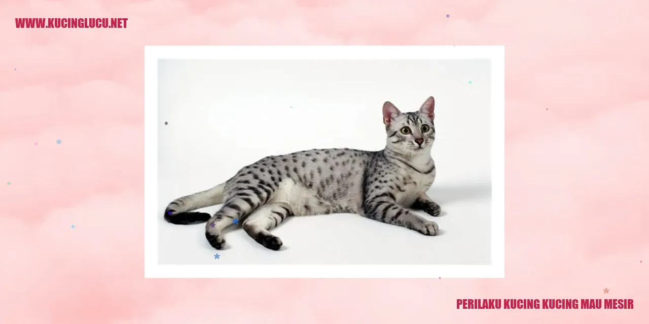 Gambar kucing yang sedang bermain