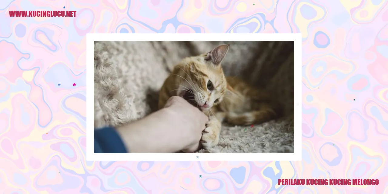 Perilaku Kucing dengan Wajah Melongo