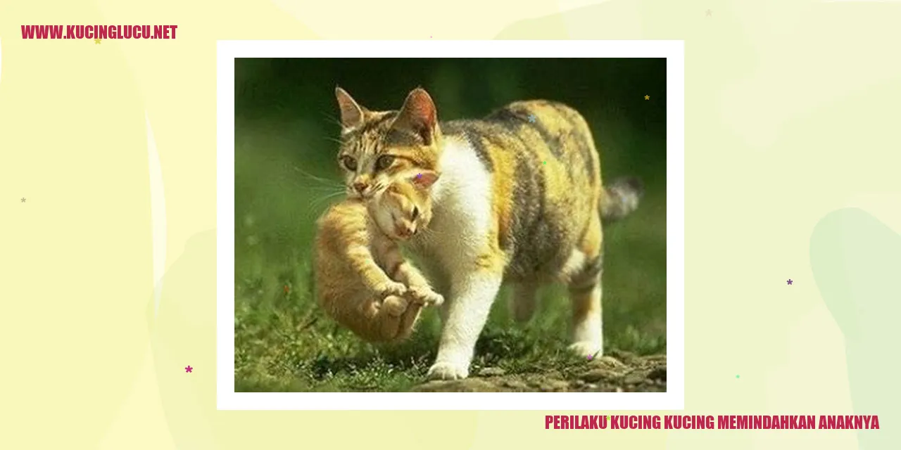 Kucing Memindahkan Anaknya