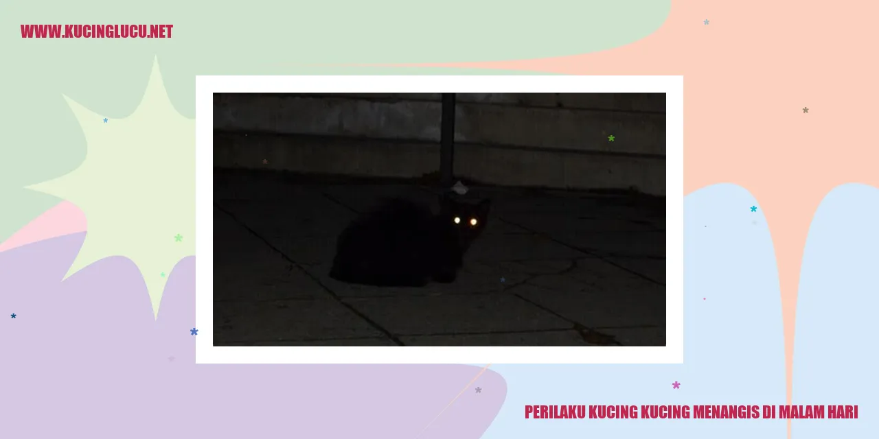 Perilaku Kucing Menangis di Malam Hari
