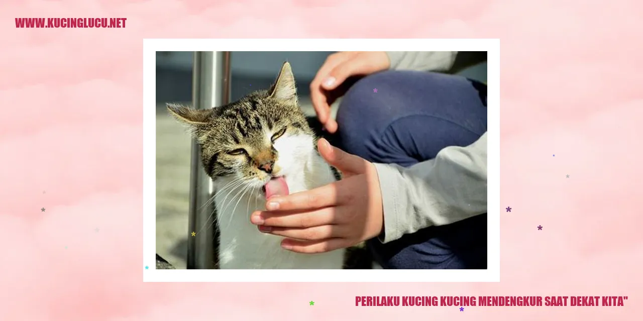 Gambar Lucu Kucing Mendengkur