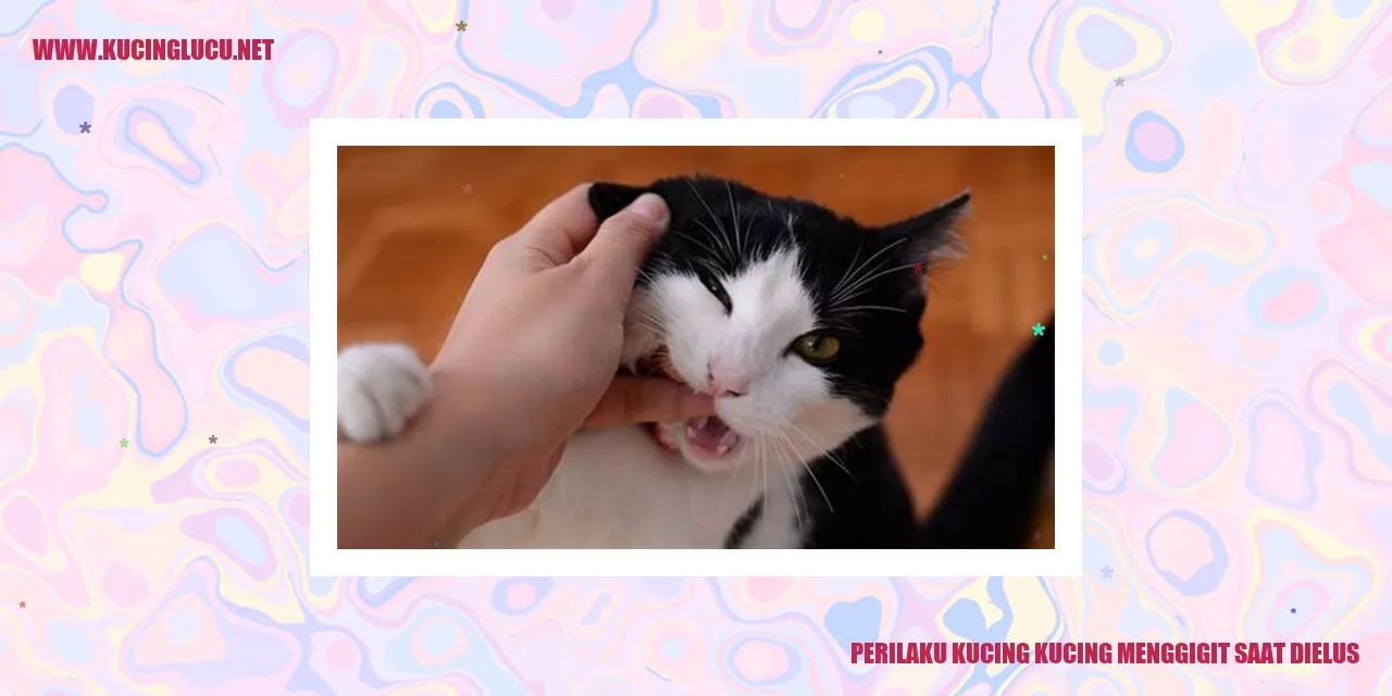Gambar Perilaku Kucing Menggigit saat Dielus