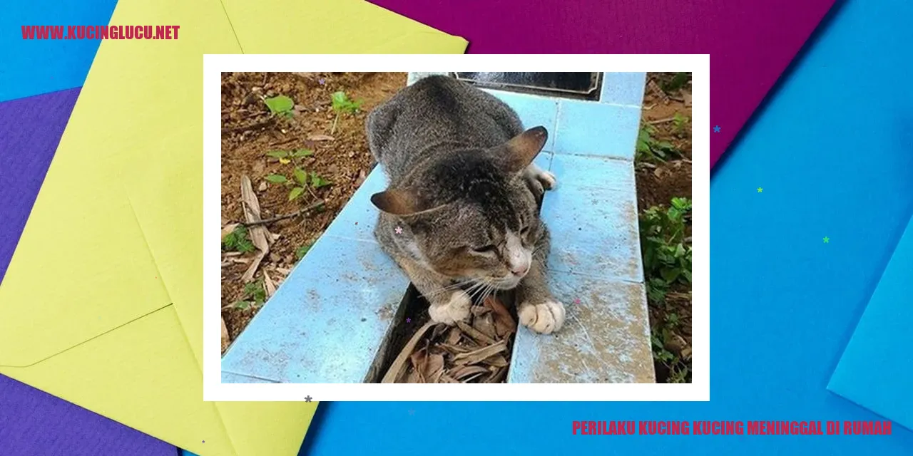 Perilaku Kucing