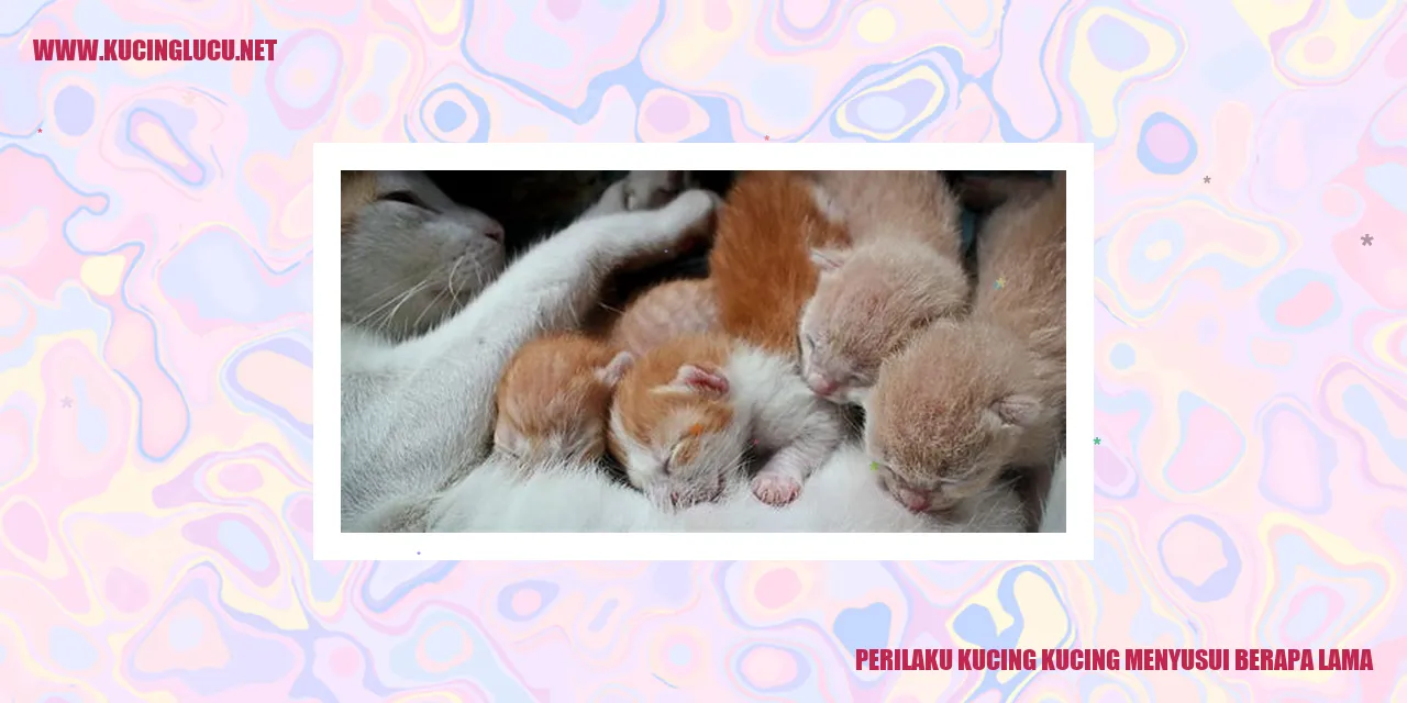 Kucing menyusui