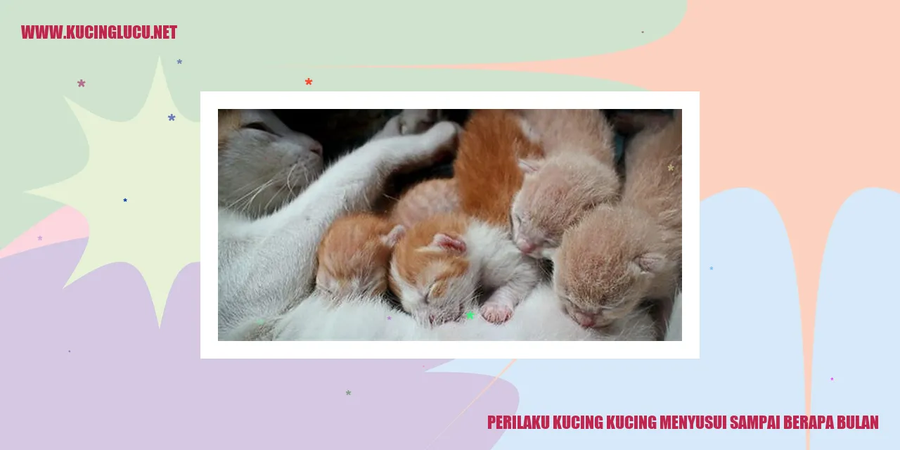 Perilaku Kucing Menyusui