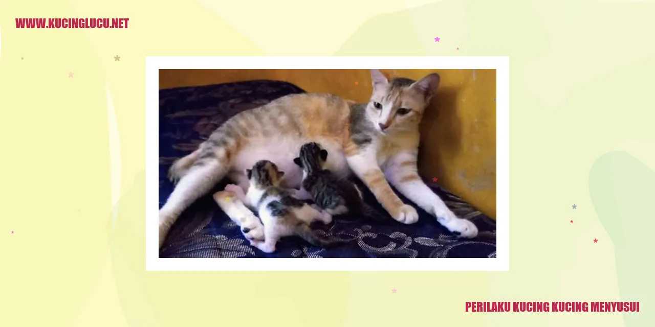 Ibu kucing menyusui