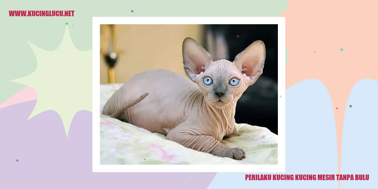 Gambar Kucing Mesir Tanpa Bulu