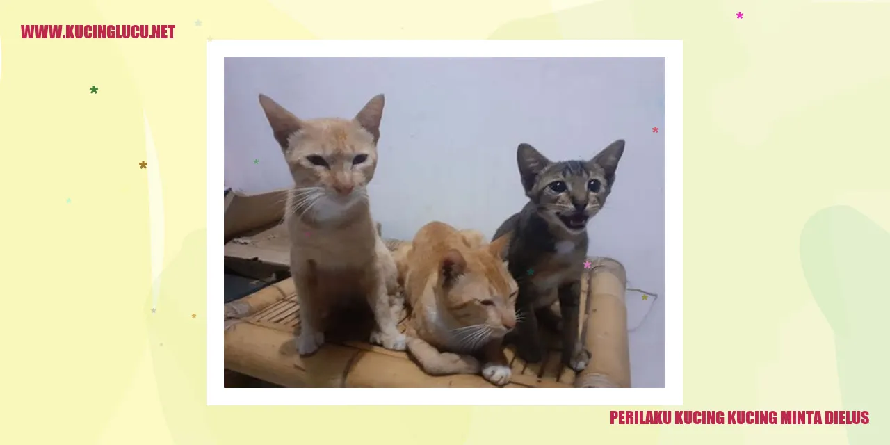 Kucing minta dielus