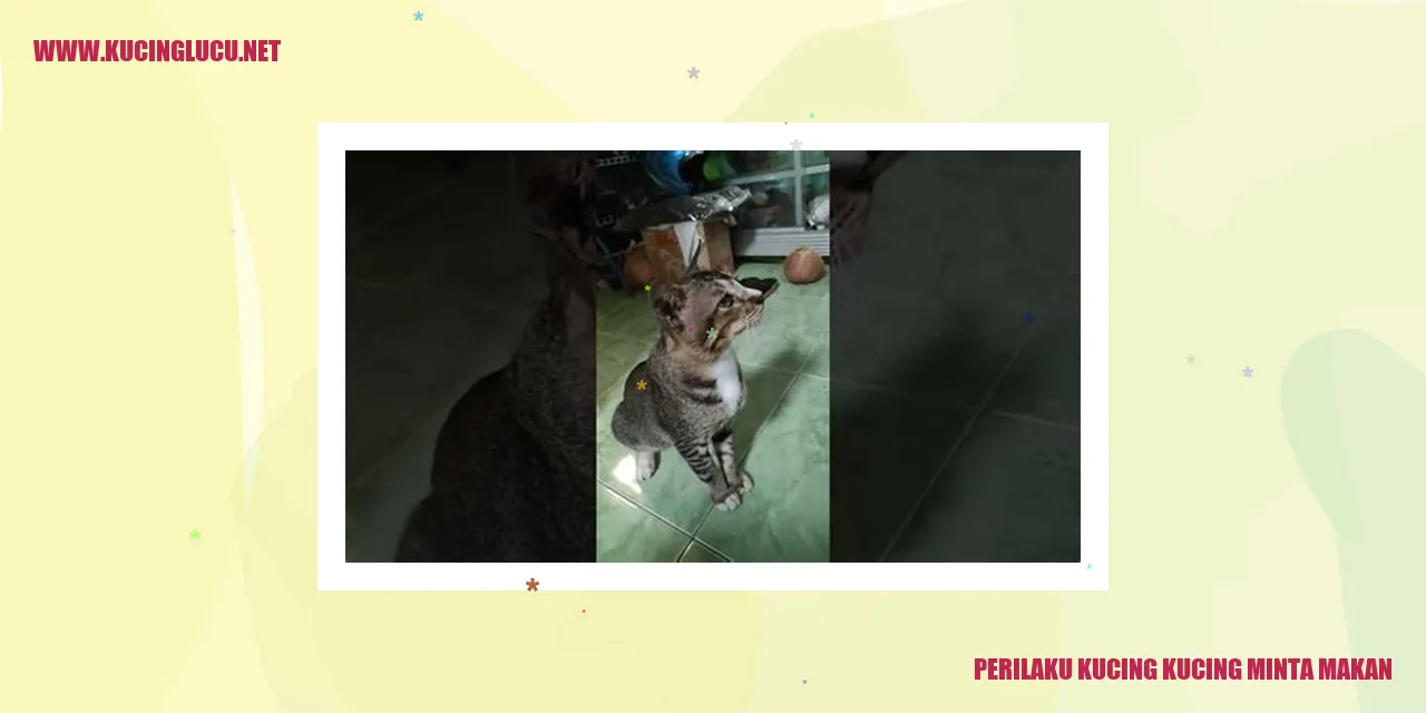 Kucing minta makan