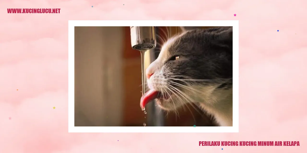 Kucing Minum Air Kelapa