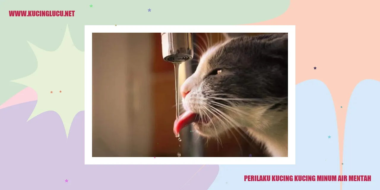Kucing minum air mentah