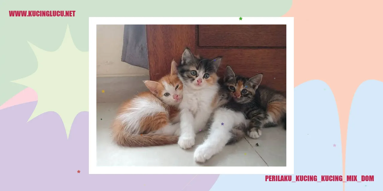 Gambar kucing yang menggemaskan